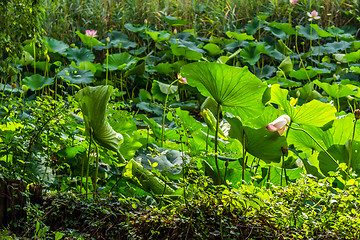 Image showing Lotus green area pond