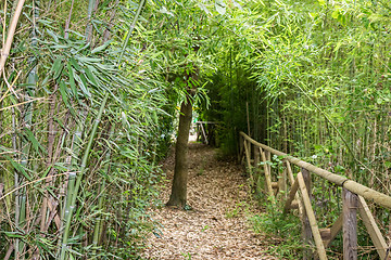 Image showing Walk path through green trees 