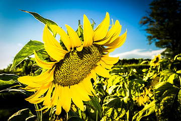 Image showing Field of yellow sunflowers 