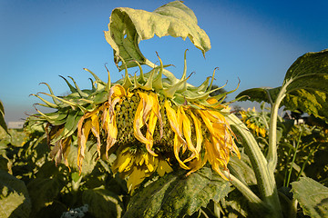 Image showing Field of yellow sunflowers 