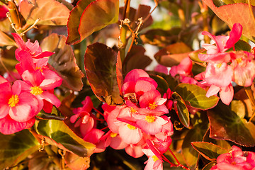 Image showing Begonia succulent flowers