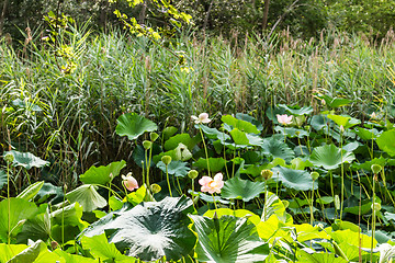 Image showing Lotus green area pond