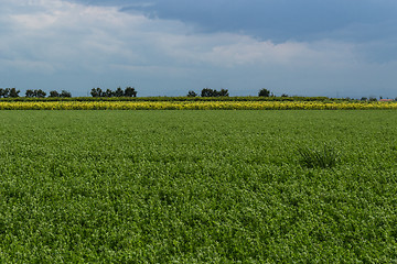 Image showing Cultivated fields 