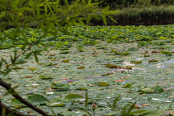 Image showing Lotus green area pond