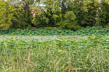 Image showing Lotus green area pond