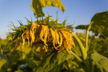 Image showing Field of yellow sunflowers 