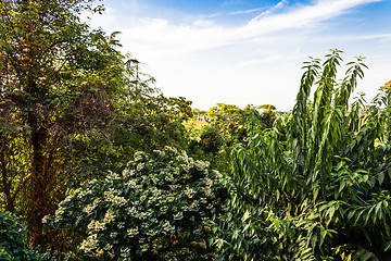 Image showing Weeds on green view