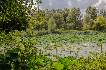 Image showing Lotus green area pond