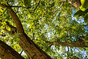 Image showing Green leaves 