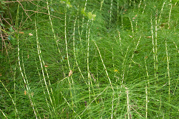 Image showing green weeds background