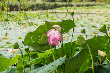 Image showing Lotus green area pond