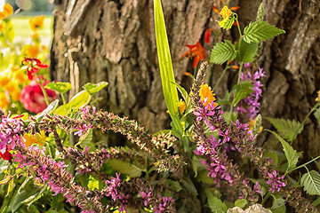 Image showing Votive flowers under a tree