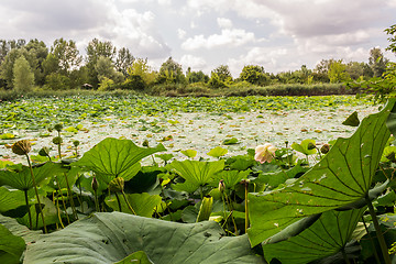 Image showing Lotus green area pond