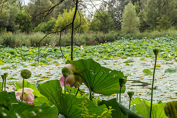 Image showing Lotus green area pond