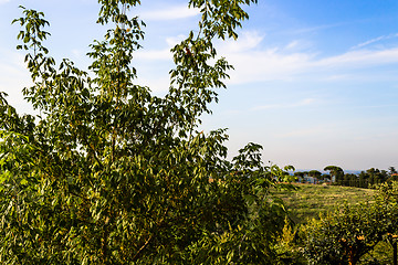 Image showing Weeds on green view