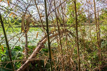 Image showing Woven branches wall