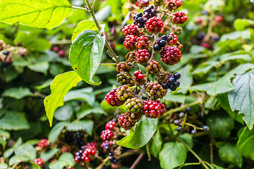 Image showing Red and black blackberries