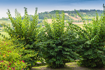 Image showing Weeds on green view