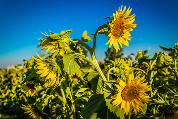 Image showing Field of yellow sunflowers 