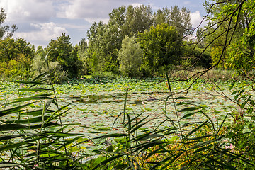 Image showing Lotus green area pond