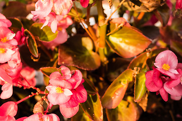 Image showing Begonia succulent flowers