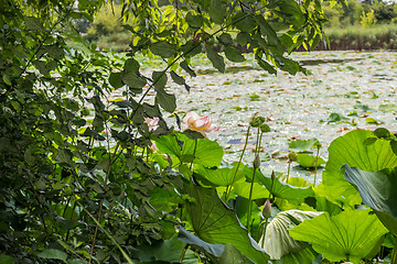 Image showing Lotus green area pond