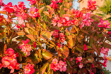 Image showing Begonia succulent flowers