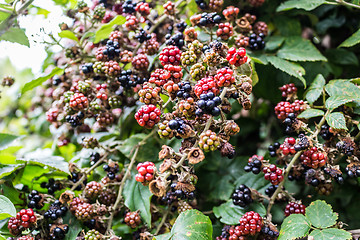 Image showing Red and black blackberries