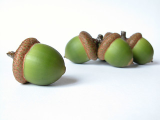 Image showing acorns