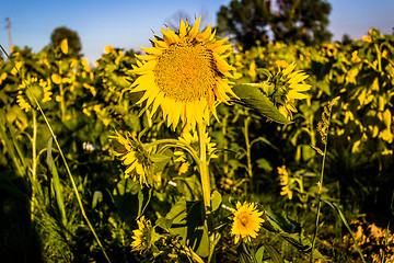 Image showing Field of yellow sunflowers 