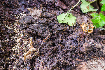 Image showing Ant colonies in anthill