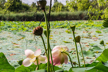 Image showing Lotus green area pond