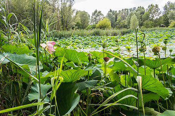 Image showing Lotus green area pond