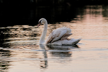 Image showing Lonely swan