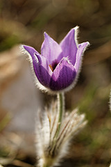 Image showing Purple anemone