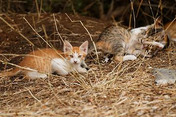 Image showing Little cats