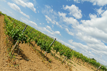 Image showing Tokay grapes