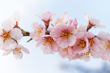 Image showing Tree flowering