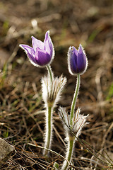 Image showing Purple anemone