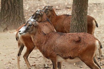 Image showing Wild goat