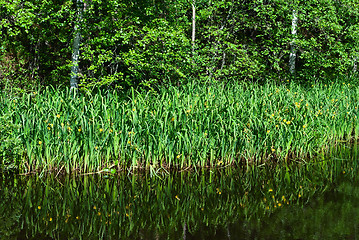 Image showing Bulrush.