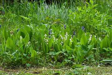 Image showing Lily of the valley.