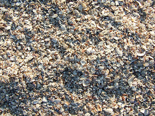 Image showing The small broken cockleshells on a beach. Background.