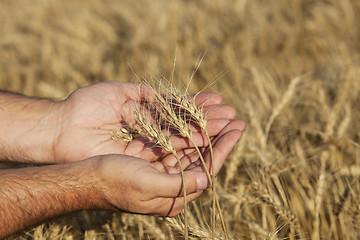 Image showing Hands holding wheat