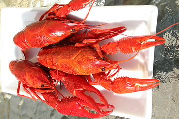 Image showing Crayfish on white plate