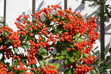 Image showing Pyracantha berries