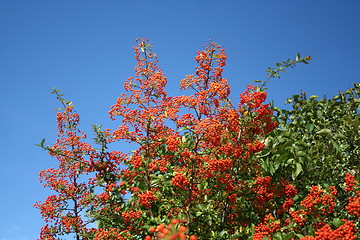 Image showing Pyracantha berries