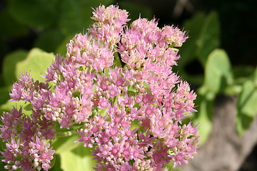 Image showing Sedum plant with flowers
