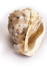 Image showing Sea shell on white background