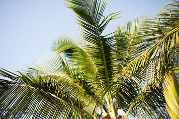 Image showing palm tree over blue sky with white clouds